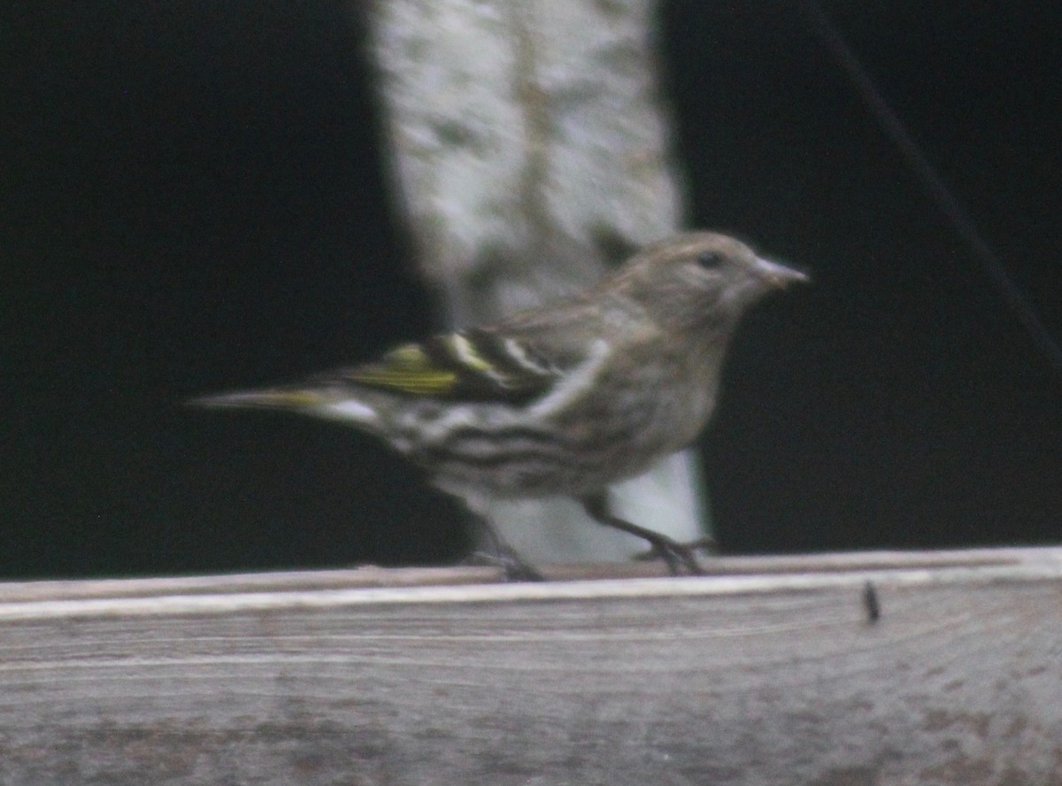 Pine Siskin - David Brotherton, cc