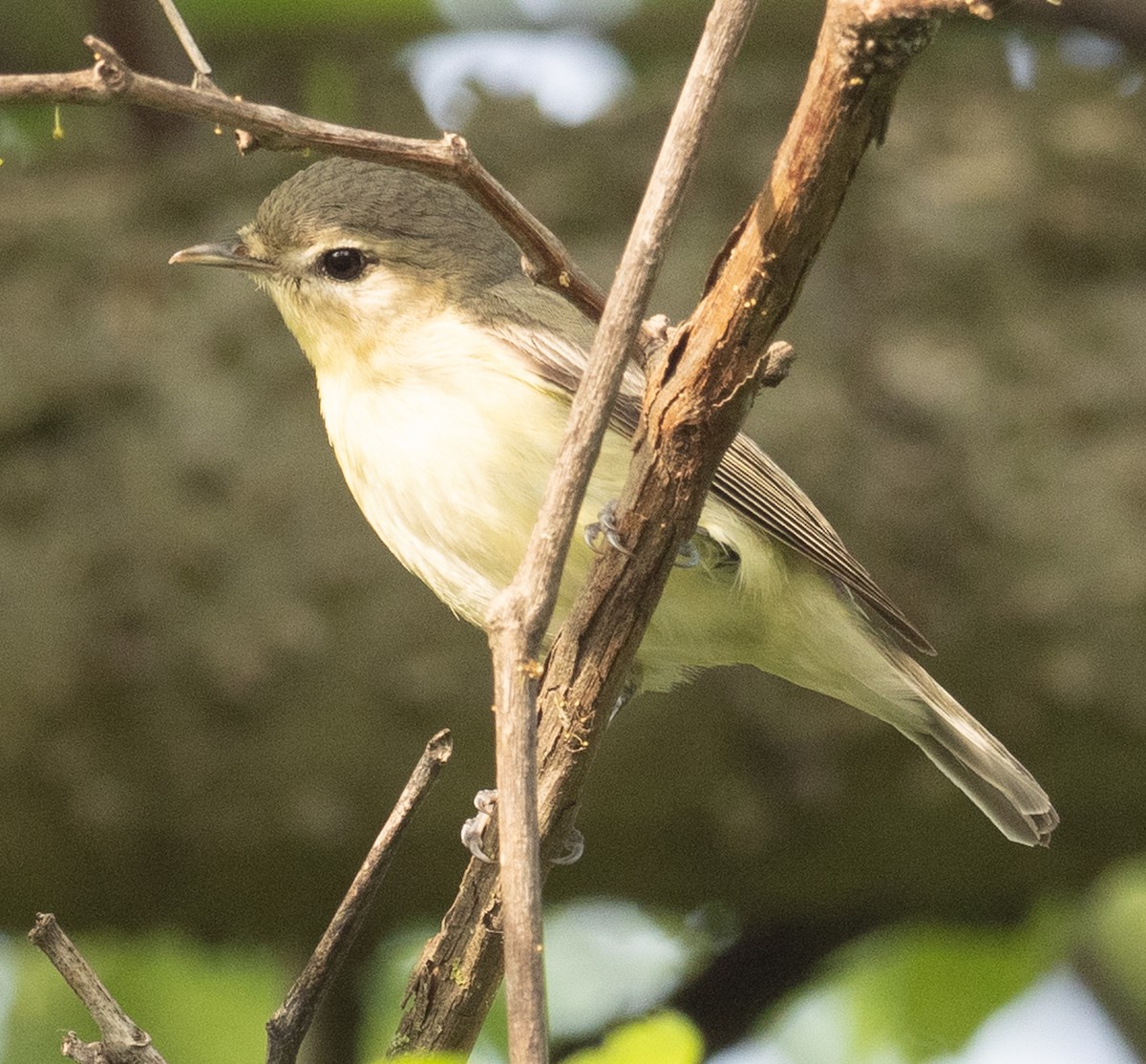 Warbling Vireo - Lynn Chapman