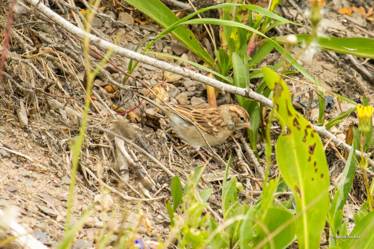 new world sparrow sp. - Louise Auclair