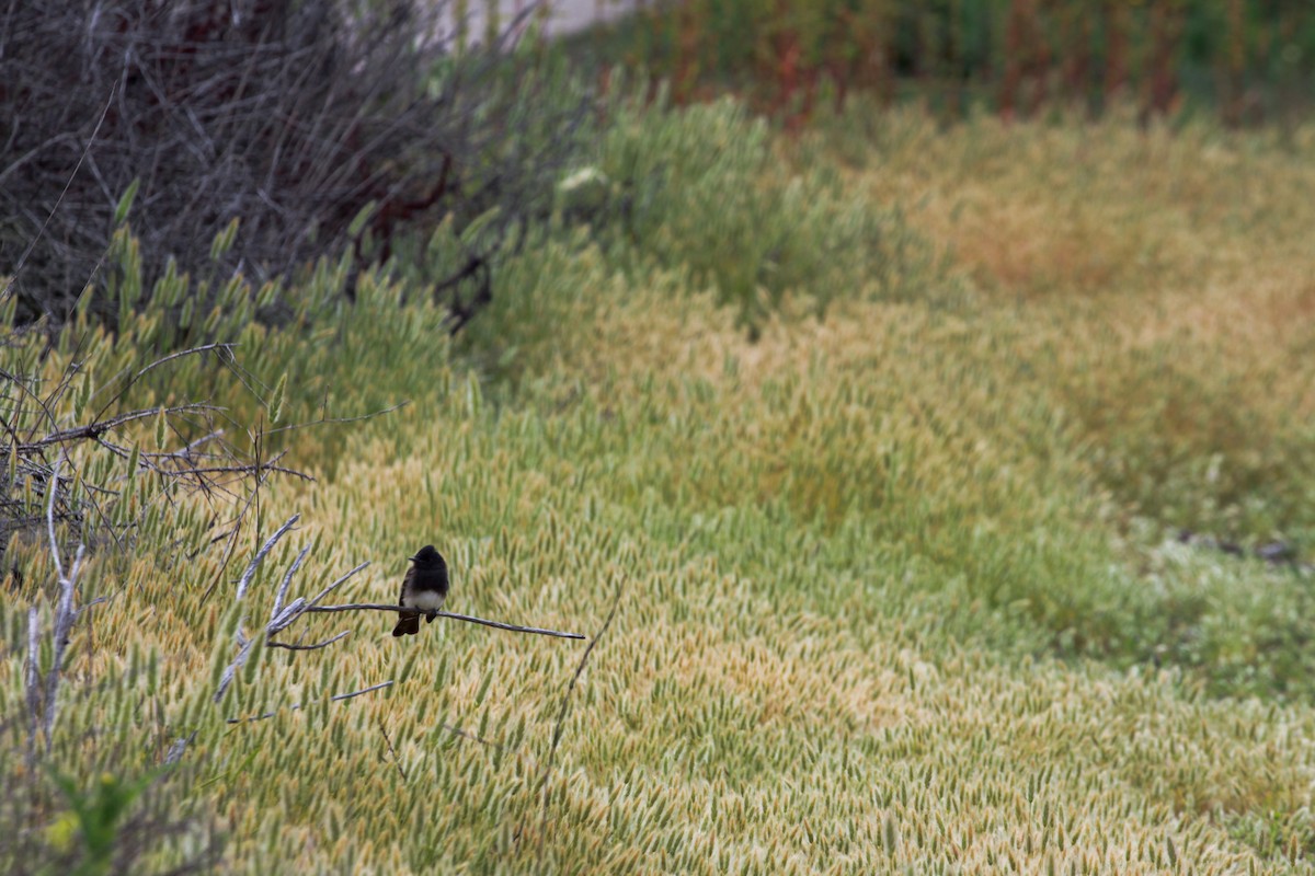 Black Phoebe - Anika Balint