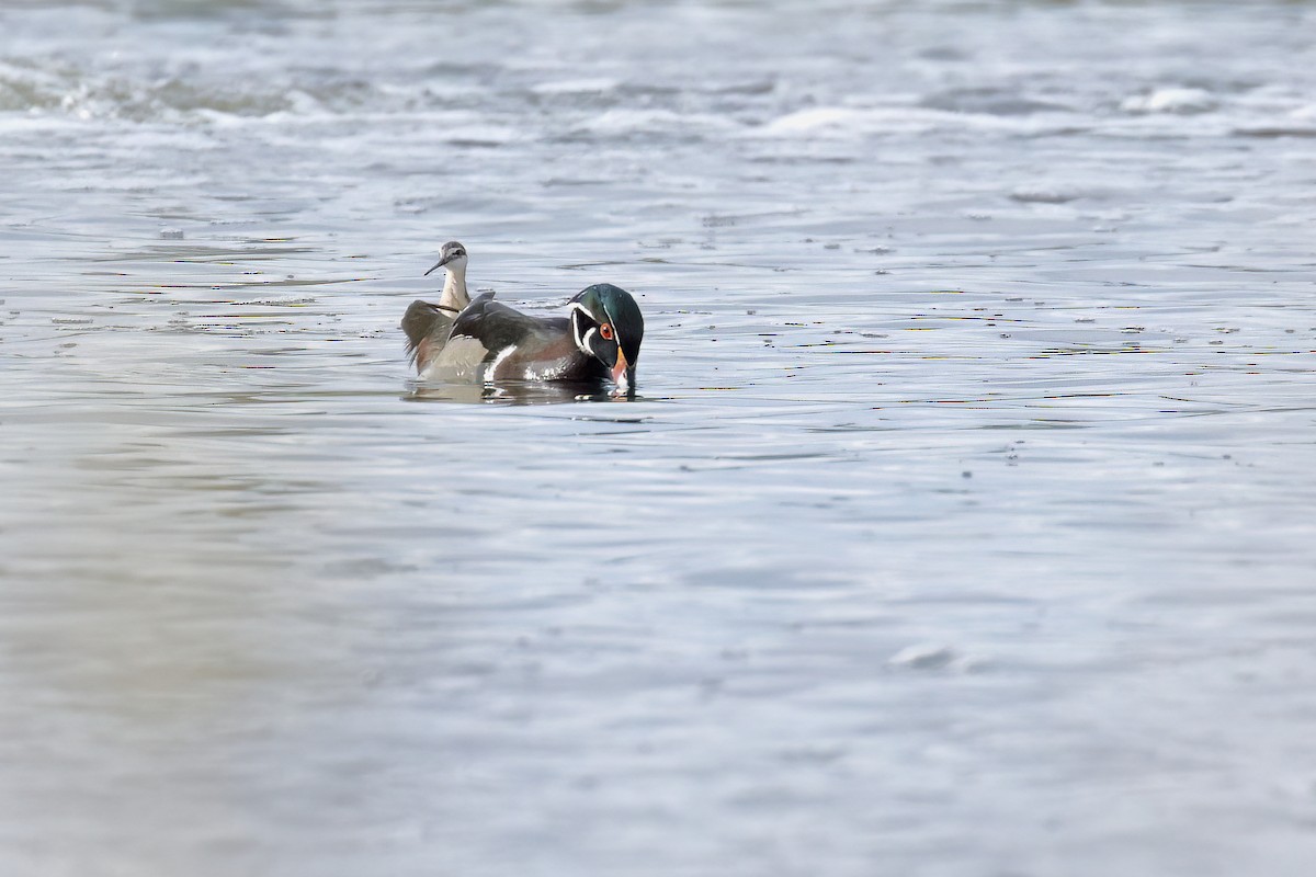 Phalarope de Wilson - ML619456224