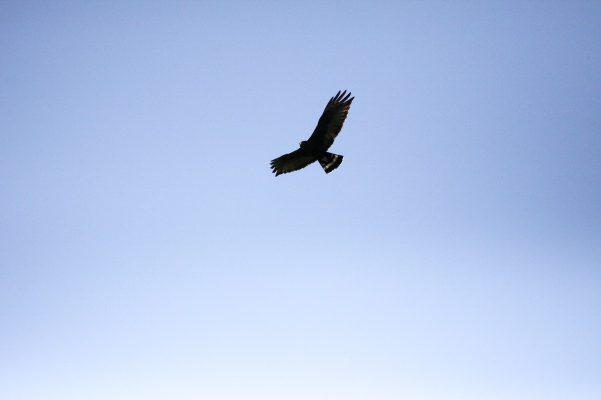 Zone-tailed Hawk - Guy David