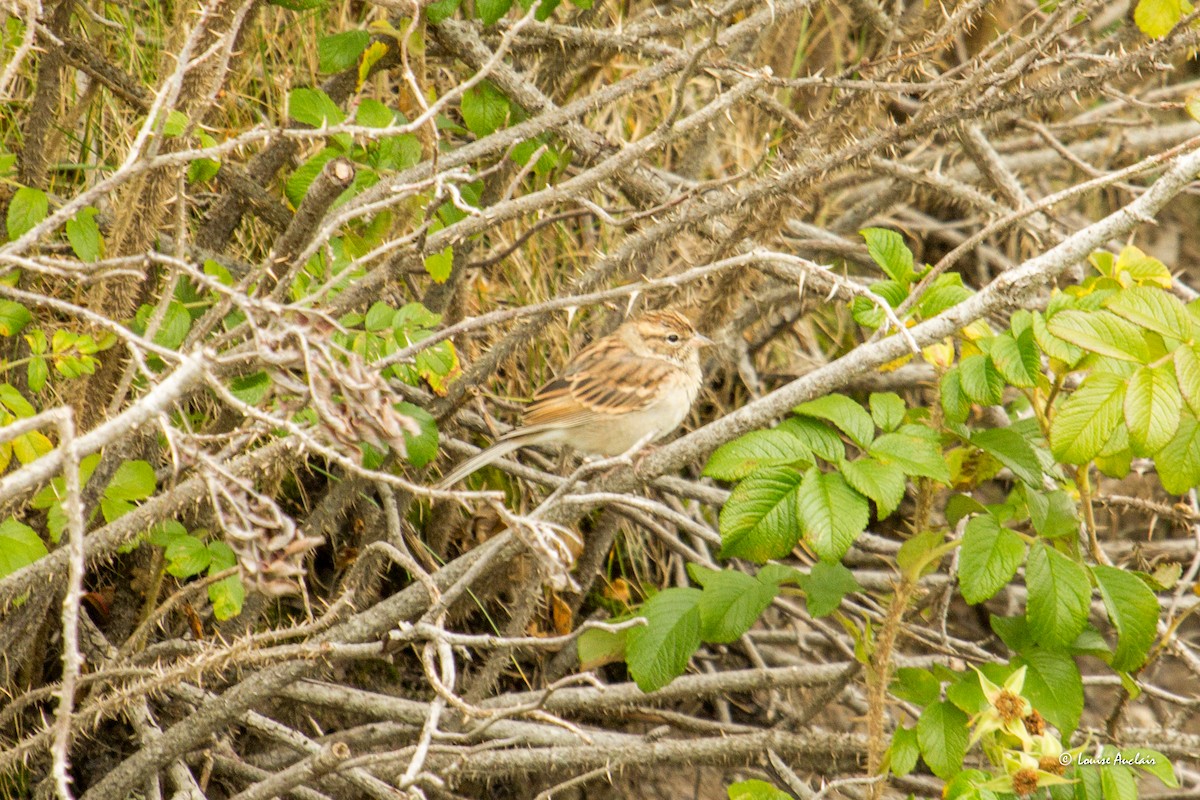 new world sparrow sp. - Louise Auclair