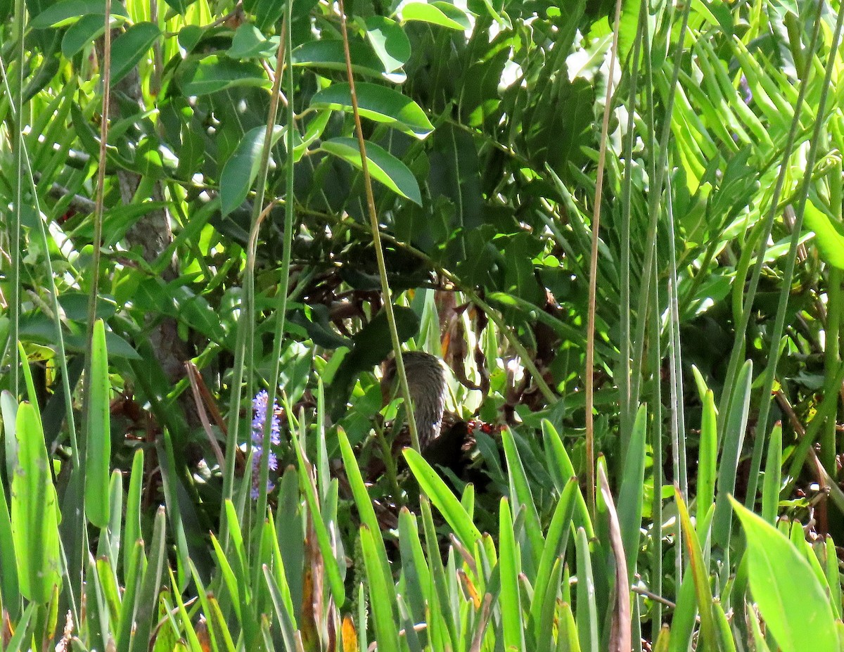 Limpkin - Linda  Fell