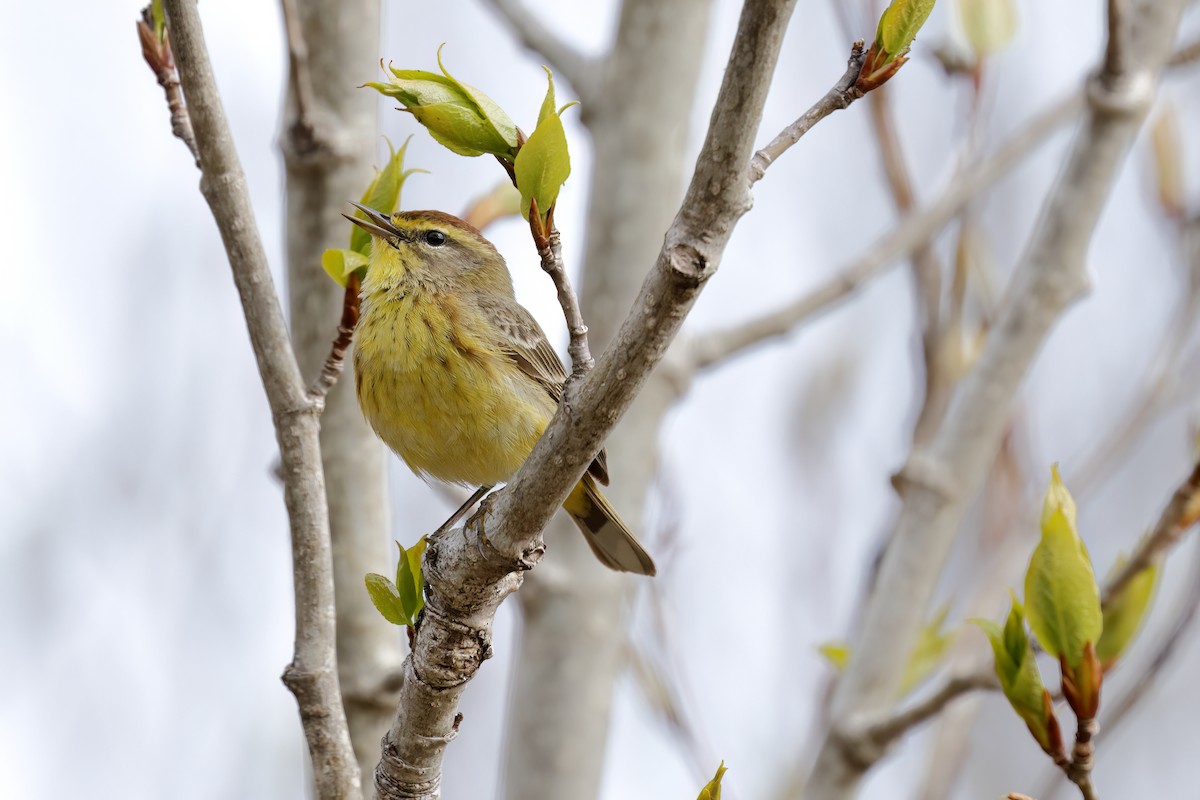 Palm Warbler - Albini Couture