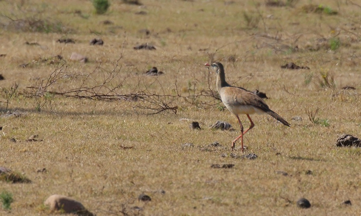 Red-legged Seriema - Adrián Braidotti