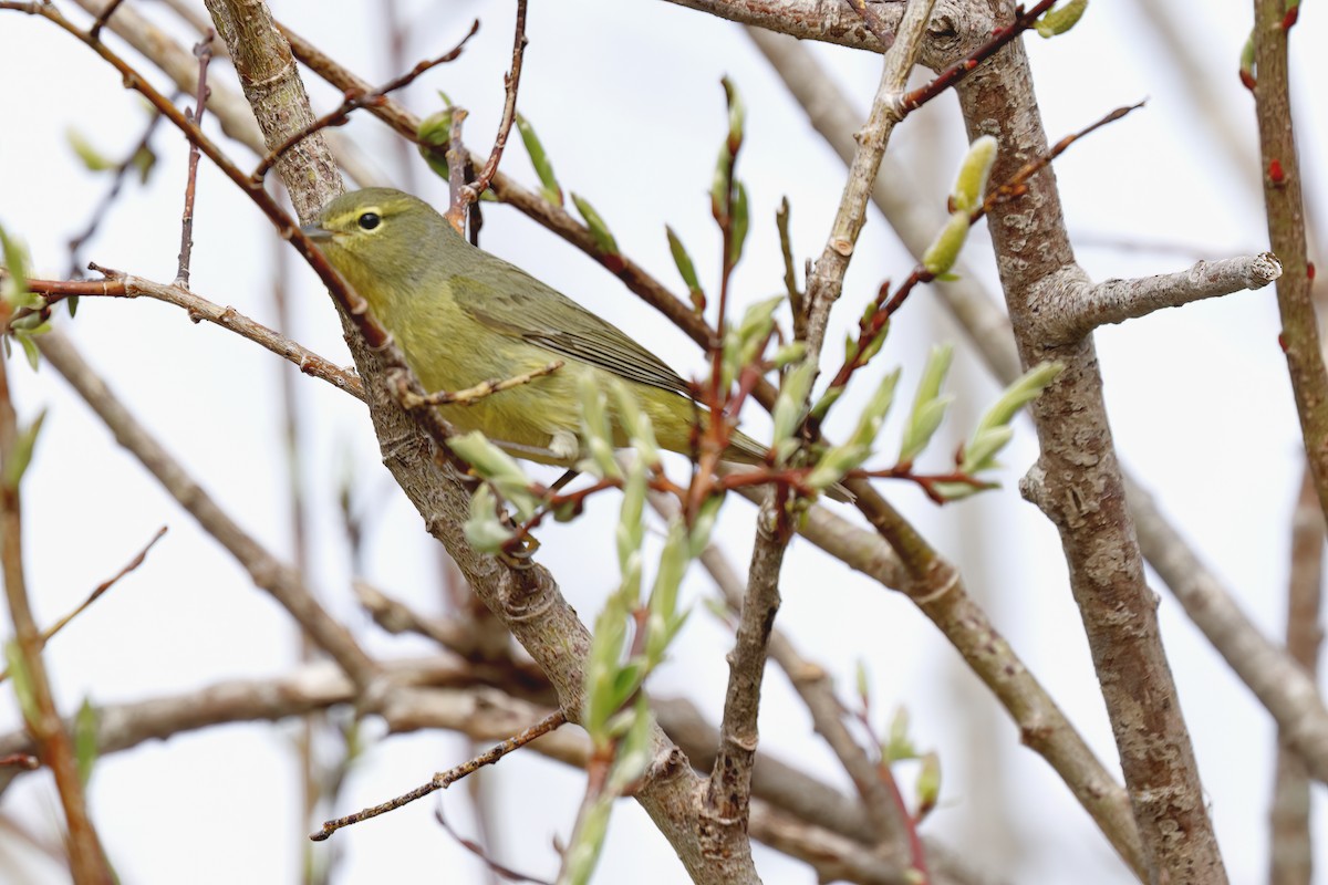 Orange-crowned Warbler - ML619456242