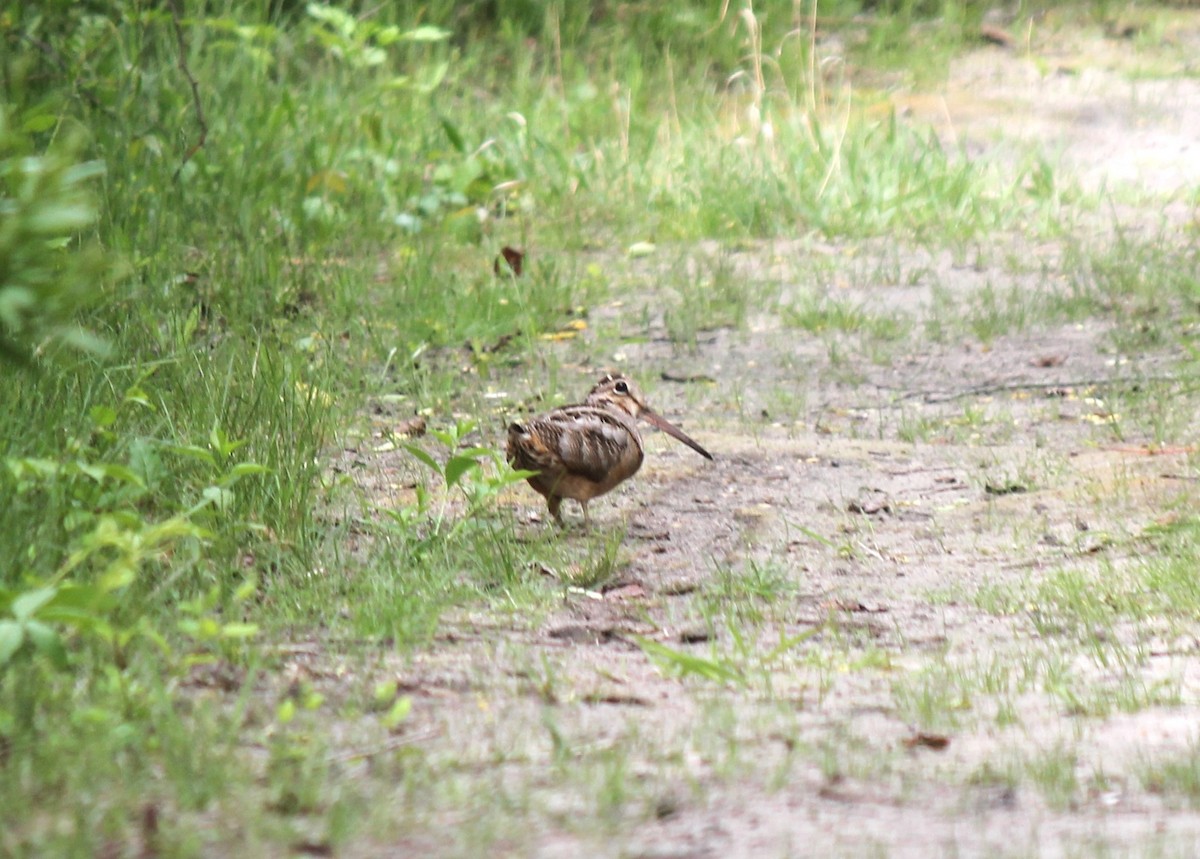 American Woodcock - ML619456246