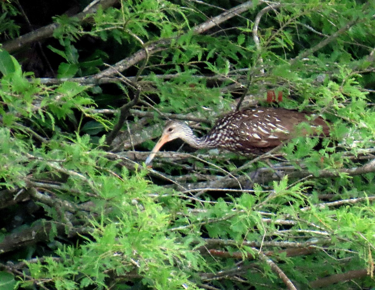 Limpkin - ML619456250