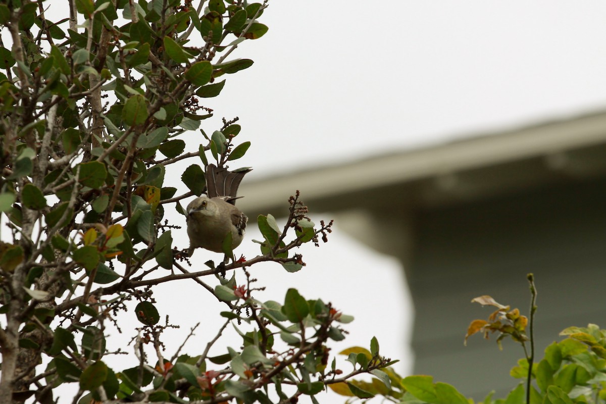 Northern Mockingbird - Anika Balint