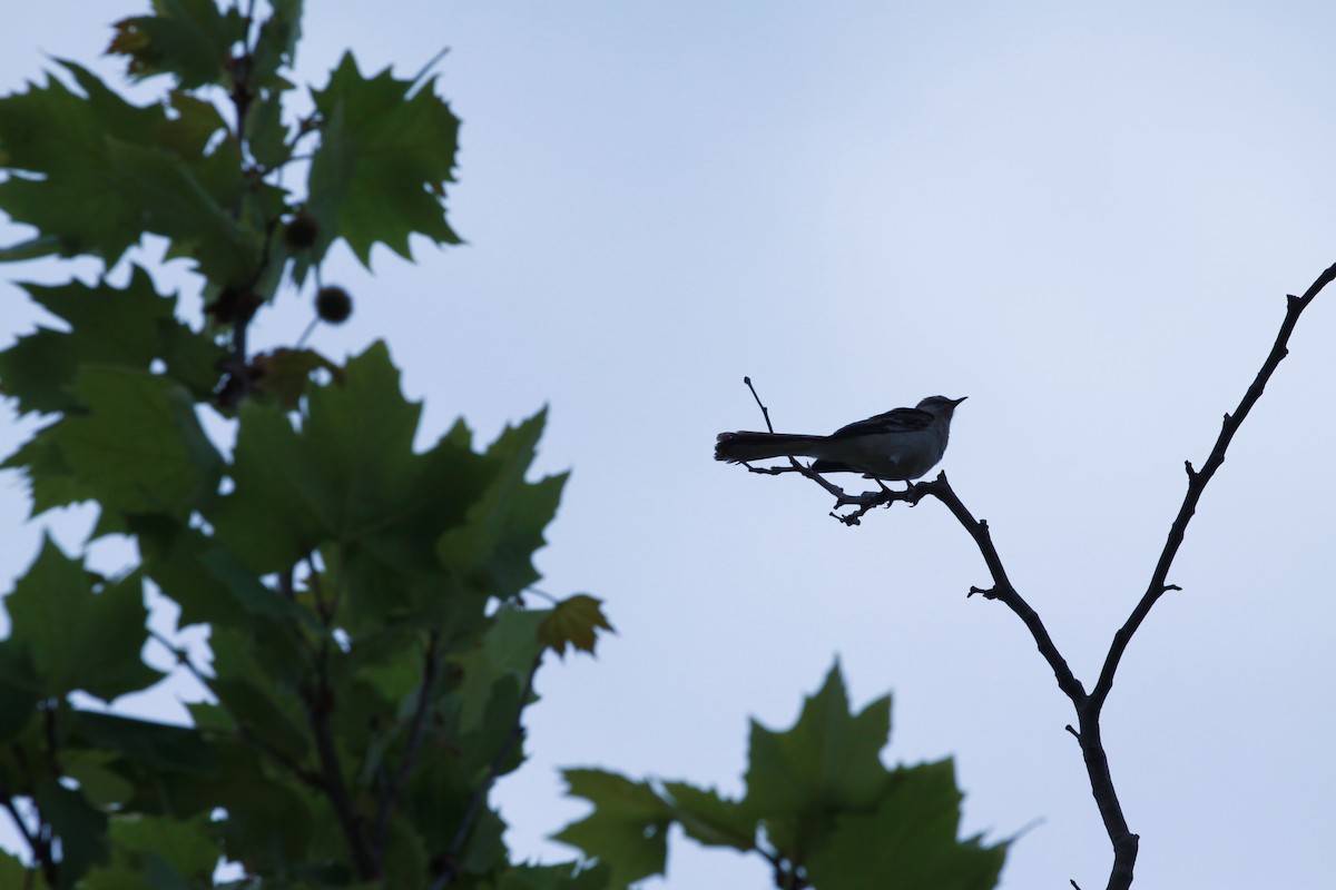 Northern Mockingbird - Anika Balint