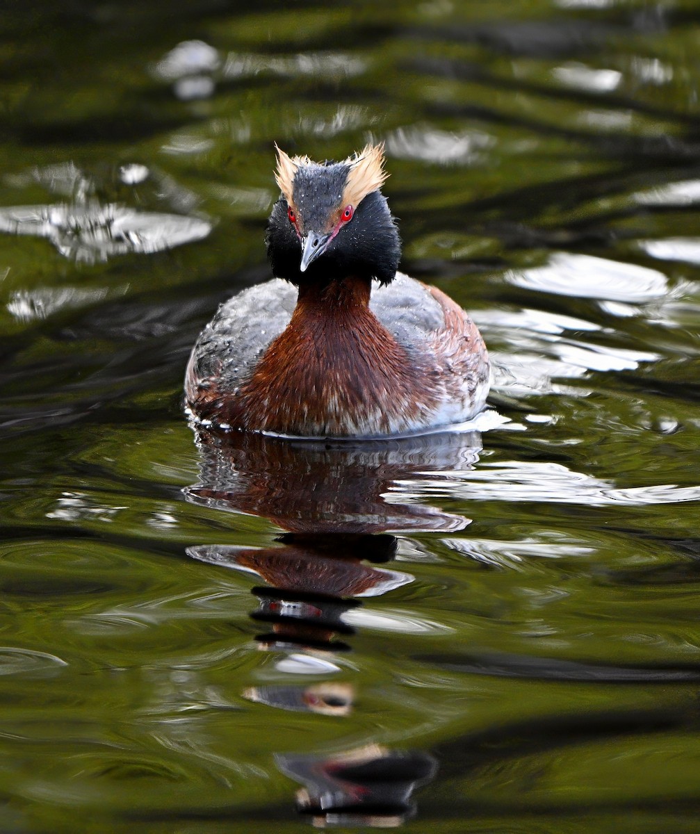 Horned Grebe - Paul Arneson