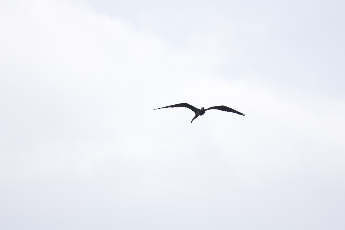 Magnificent Frigatebird - allie bluestein