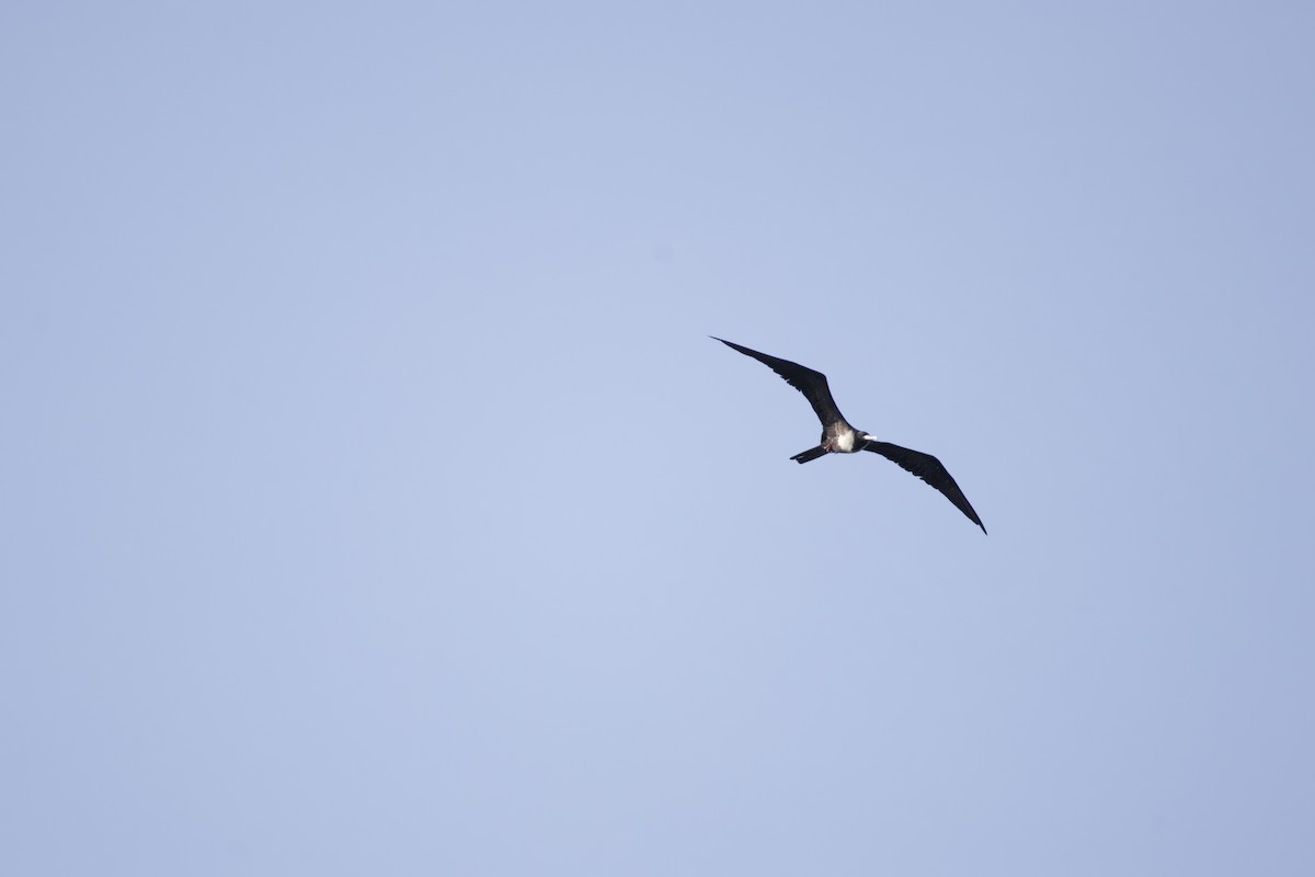 Magnificent Frigatebird - allie bluestein