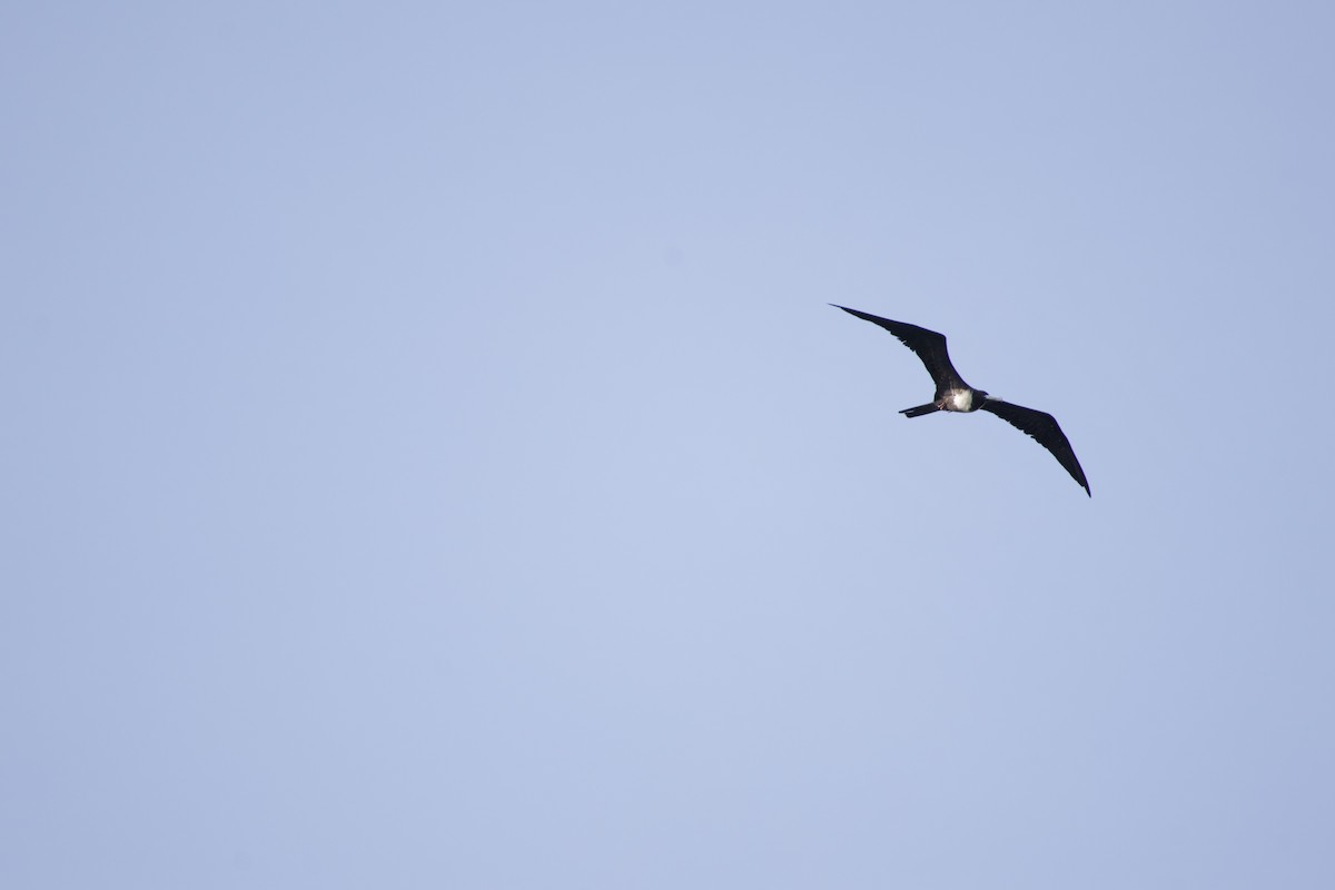 Magnificent Frigatebird - allie bluestein