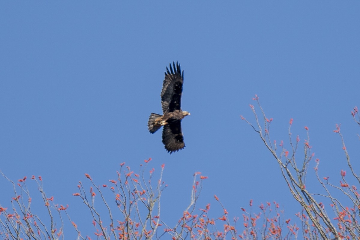 Golden Eagle - Slawomir Dabrowski