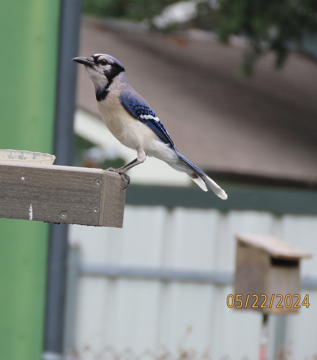 Blue Jay - Susan Leake