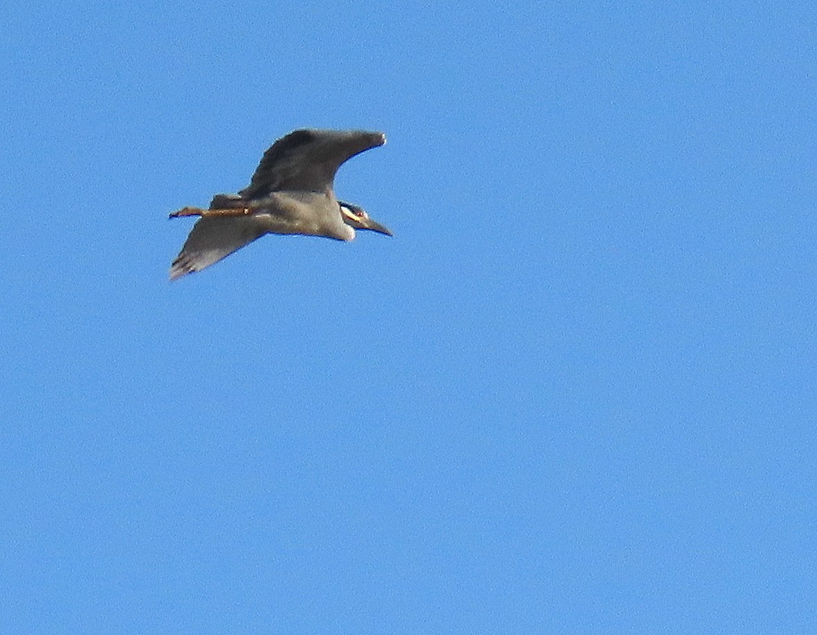 Yellow-crowned Night Heron - Linda  Fell