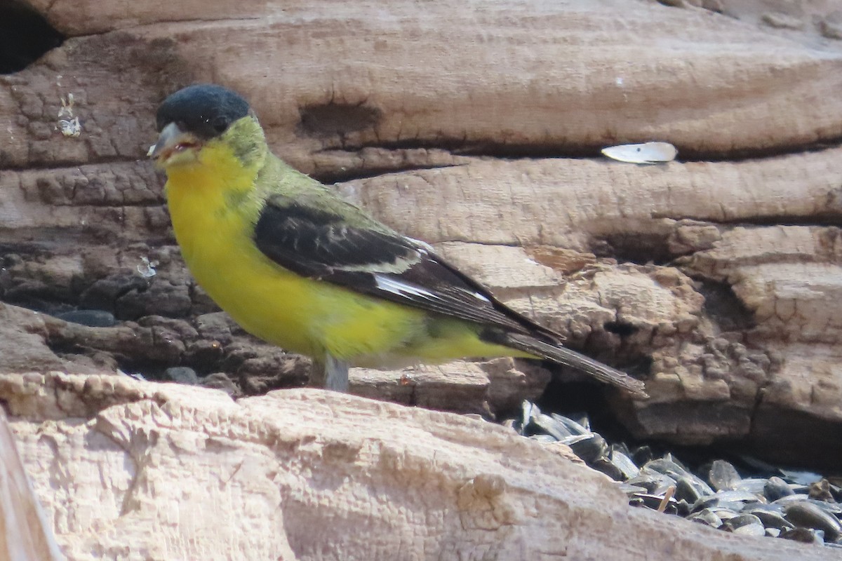 Lesser Goldfinch - David Brinkman