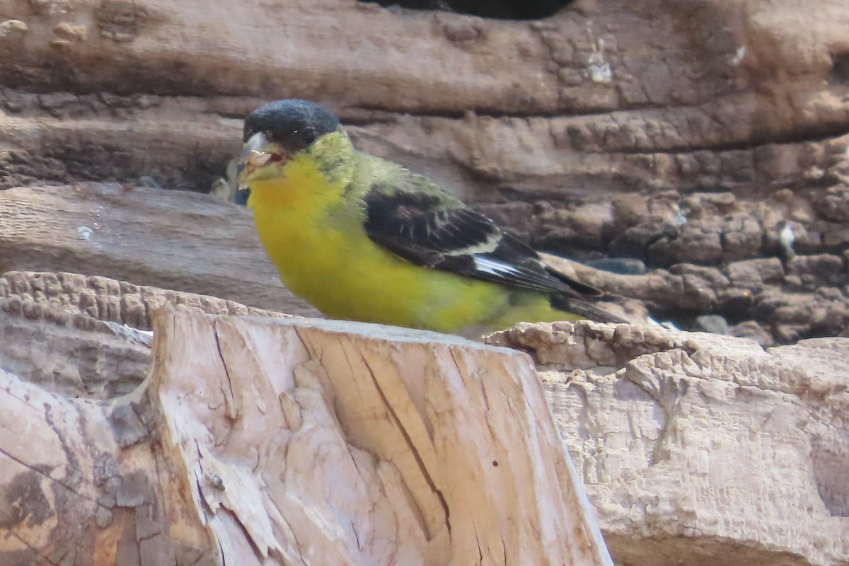 Lesser Goldfinch - David Brinkman