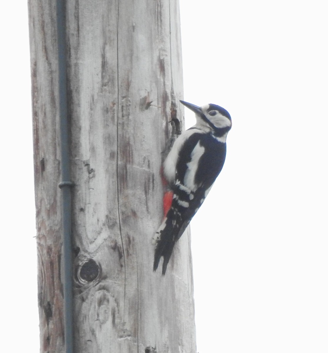 Great Spotted Woodpecker - Bill Mulhearn