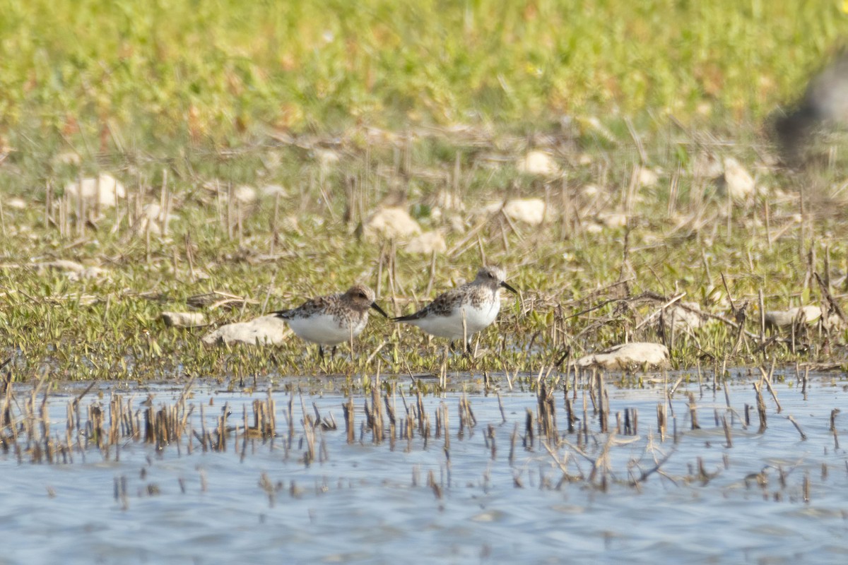 Sanderling - Alejandro Sanz