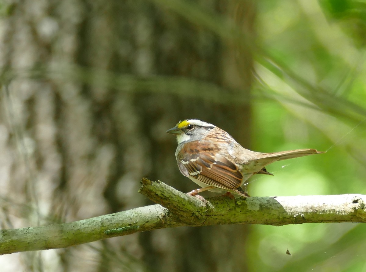White-throated Sparrow - Chris Payne