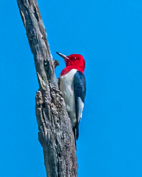 Red-headed Woodpecker - Mark Singer