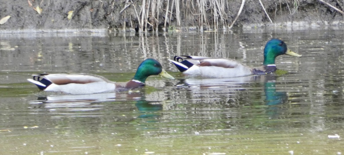 Mallard - Heidi Erstad