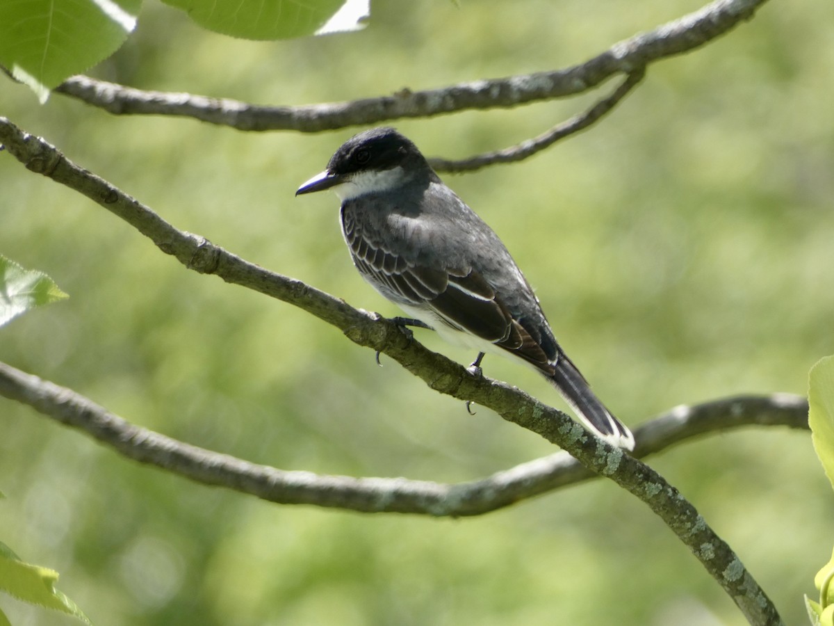 Eastern Kingbird - Heidi Erstad