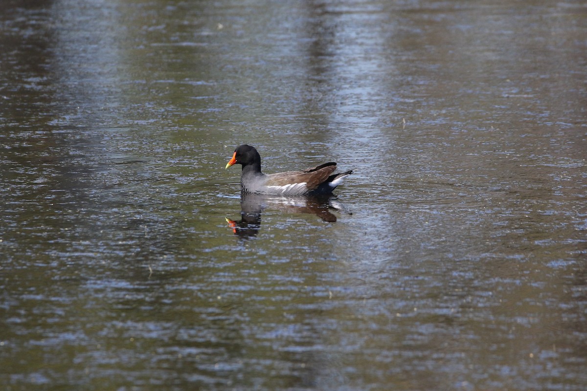 Common Gallinule - Gavin Qian