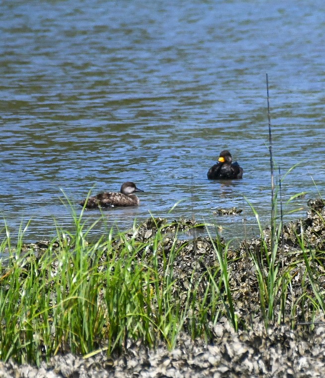 Black Scoter - Jenn Clementoni