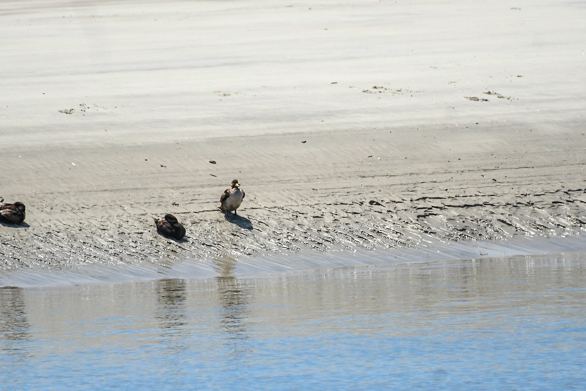 Black Scoter - Jenn Clementoni