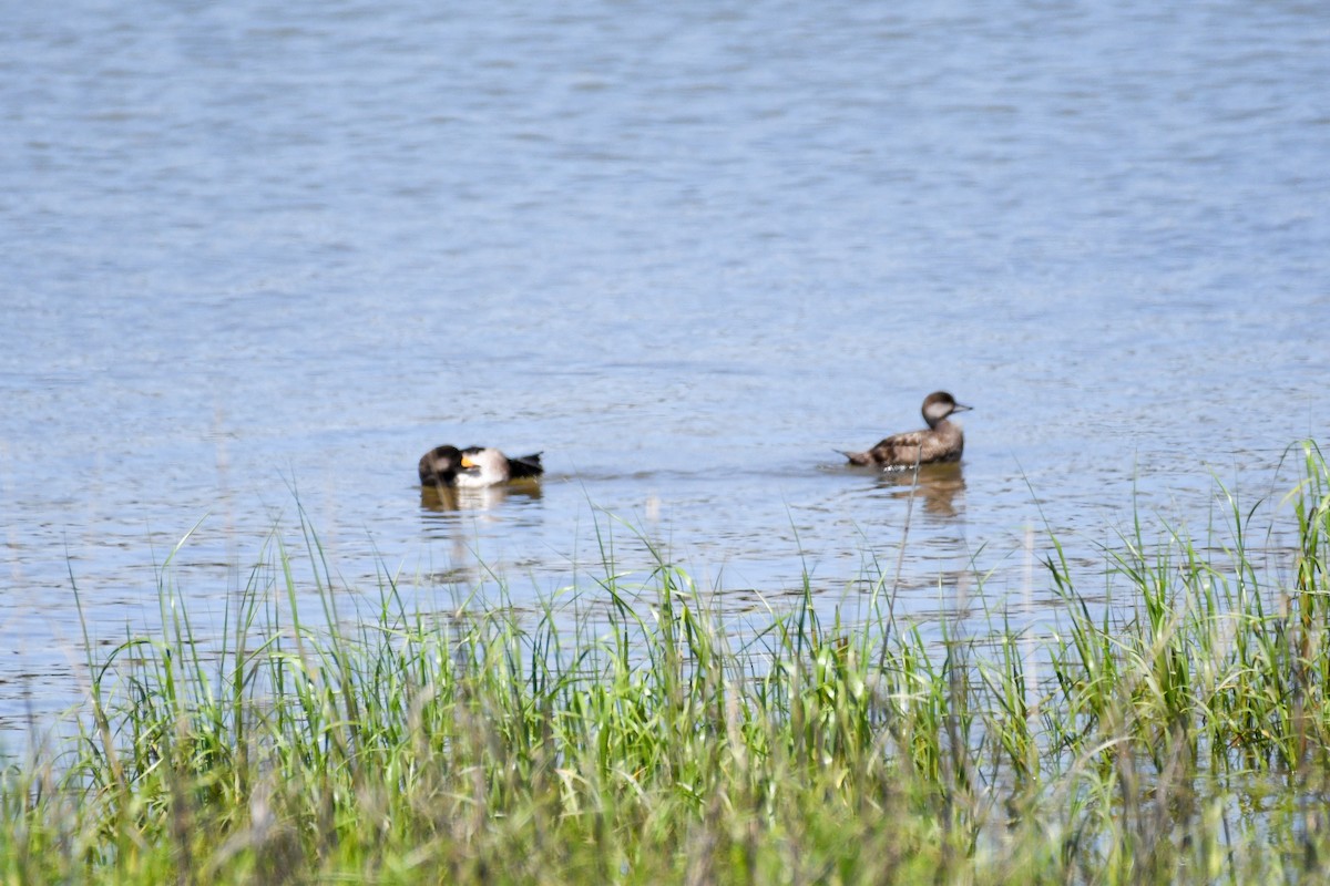 Black Scoter - Jenn Clementoni