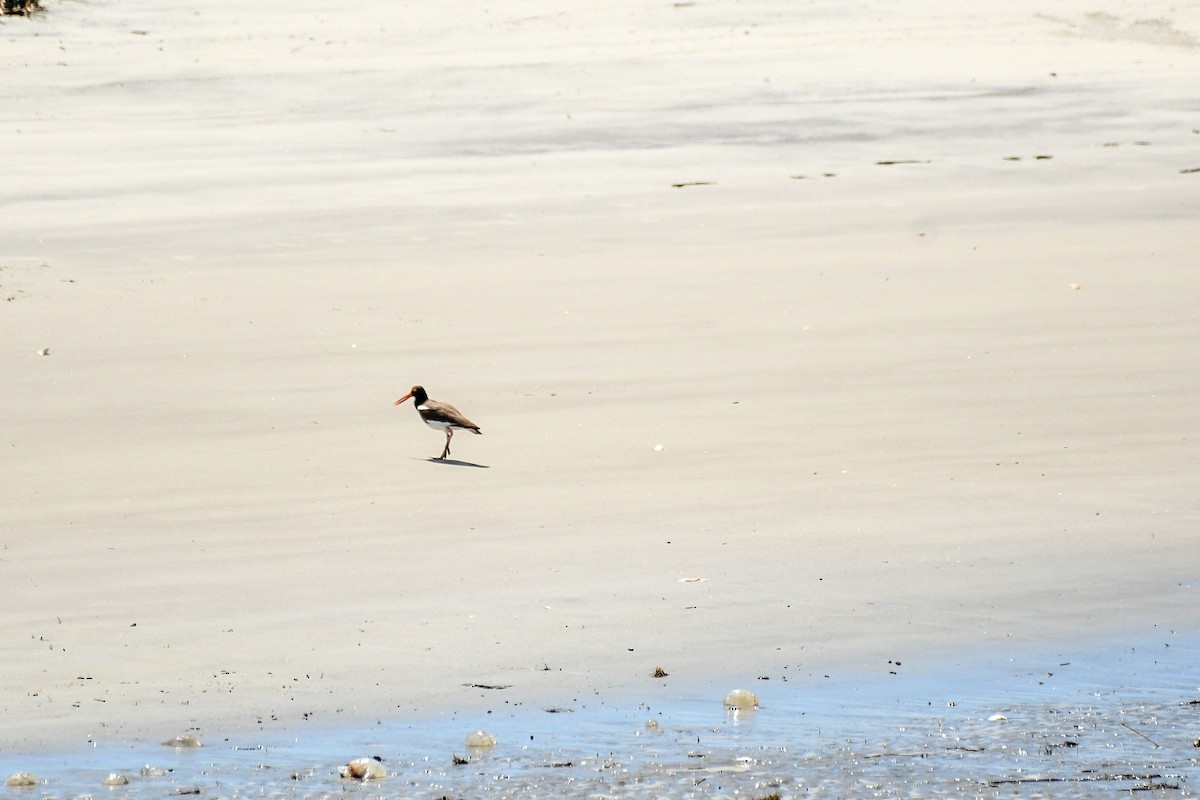 American Oystercatcher - Jenn Clementoni