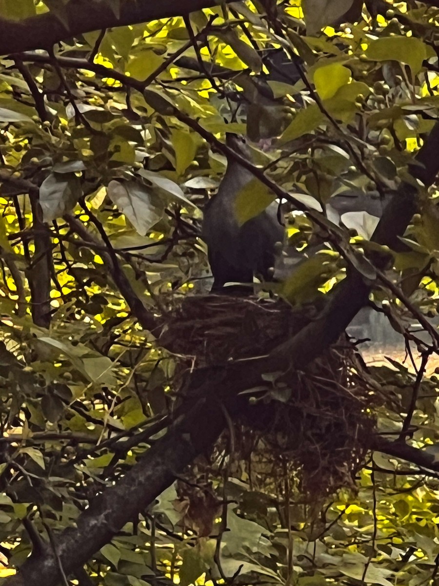 Gray Catbird - ML619456354