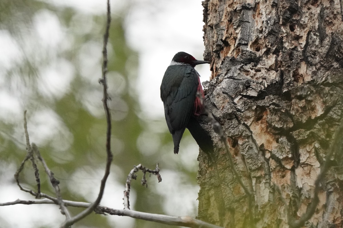 Lewis's Woodpecker - Pam Hardy