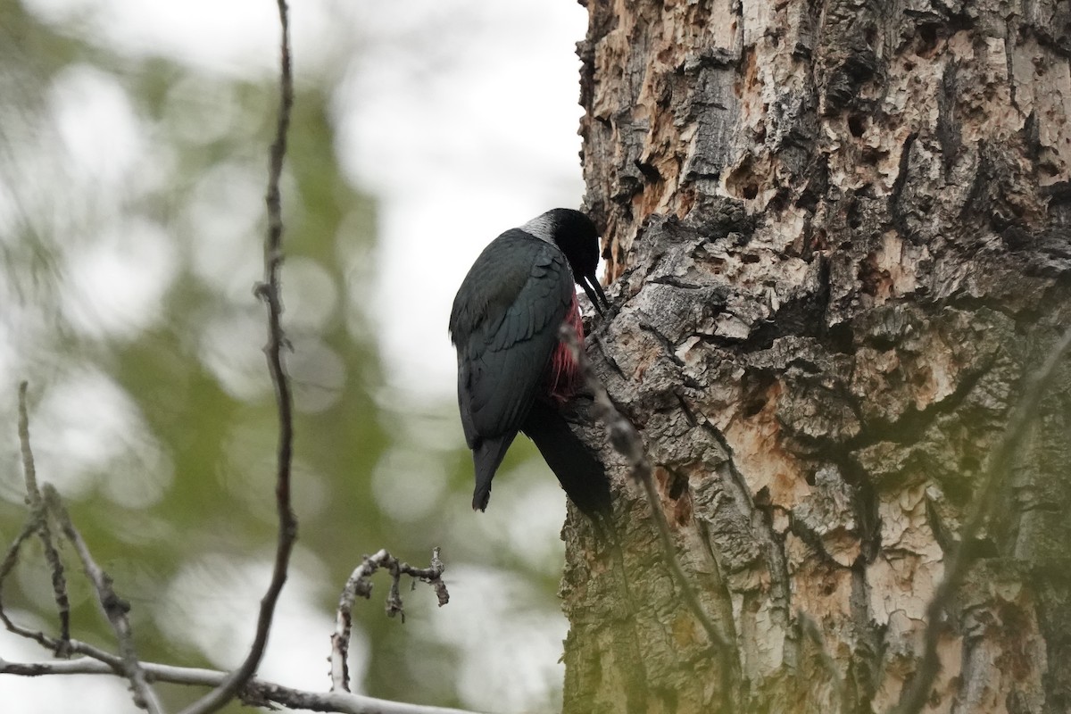 Lewis's Woodpecker - Pam Hardy