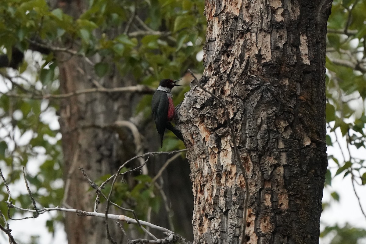 Lewis's Woodpecker - Pam Hardy