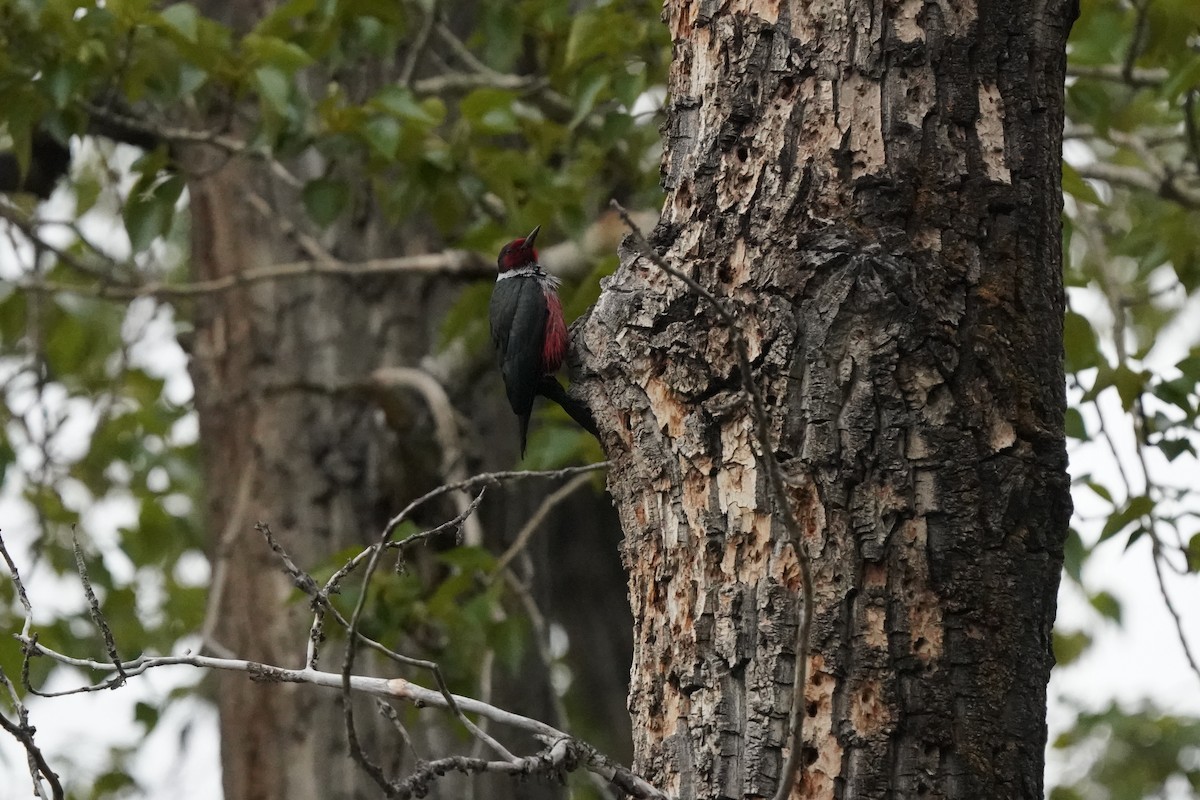 Lewis's Woodpecker - Pam Hardy