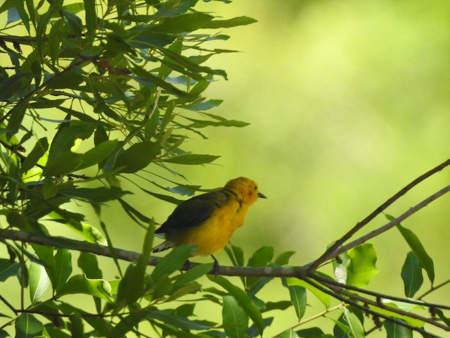 Prothonotary Warbler - ML619456360
