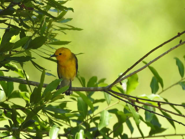 Prothonotary Warbler - ML619456361