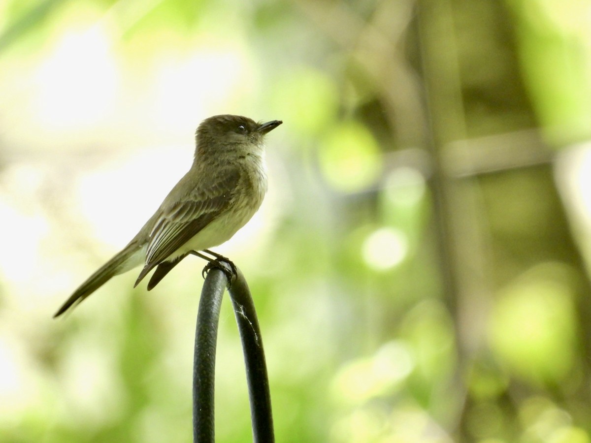 Eastern Phoebe - Deb Diane