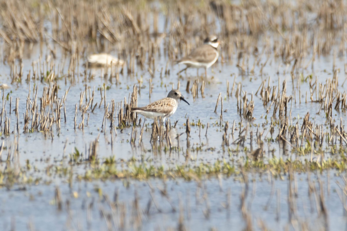 Dunlin - Alejandro Sanz