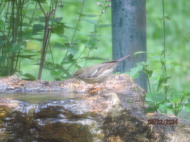 Blackpoll Warbler - ML619456377