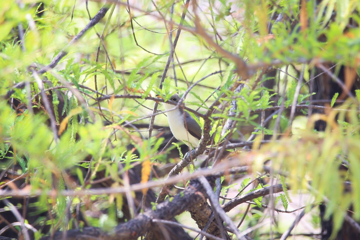 Yellow-billed Cuckoo - Diana Castelán