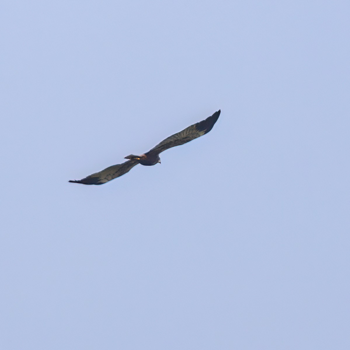 Black Kite - Martine Stolk