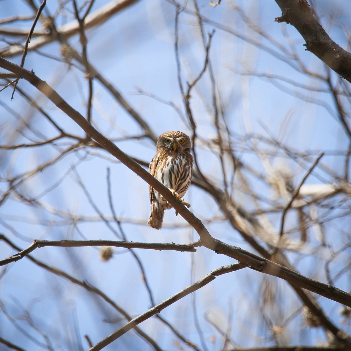 Ferruginous Pygmy-Owl - Diana Castelán