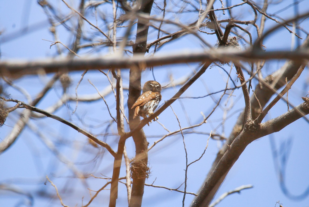 Ferruginous Pygmy-Owl - Diana Castelán