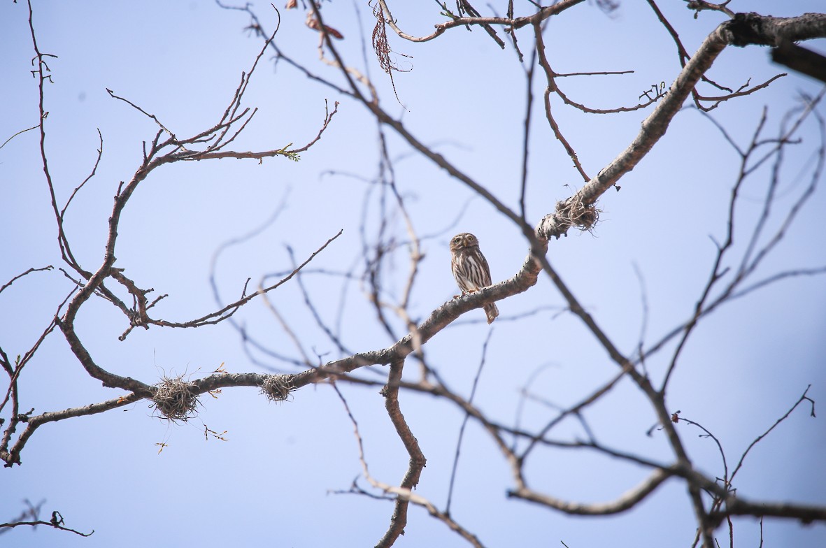 Ferruginous Pygmy-Owl - Diana Castelán